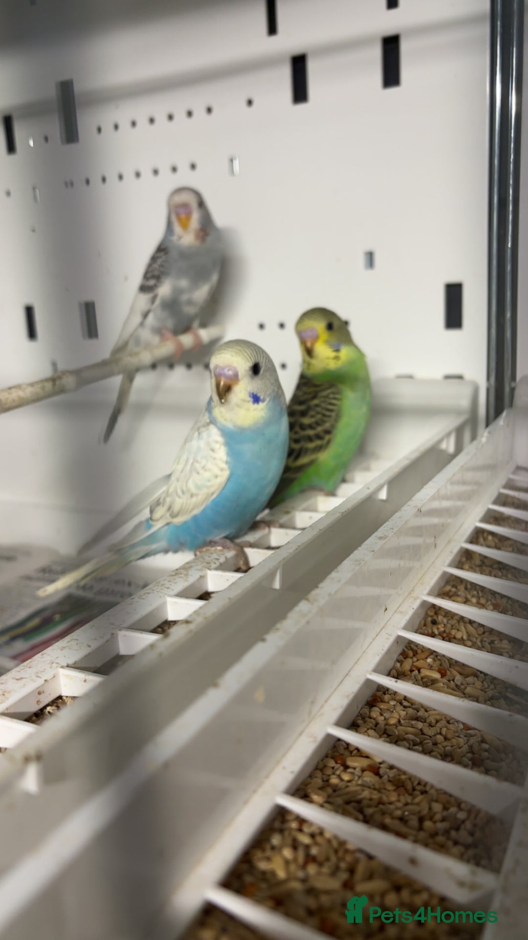 Budgerigars birds for sale: Beautiful baby budgies for sale  - Image 2