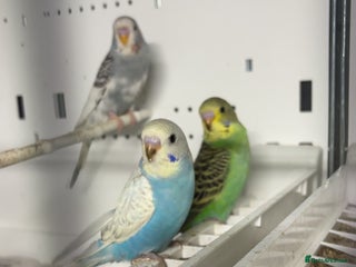 Budgerigars birds Beautiful baby budgies for sale - Advert 8