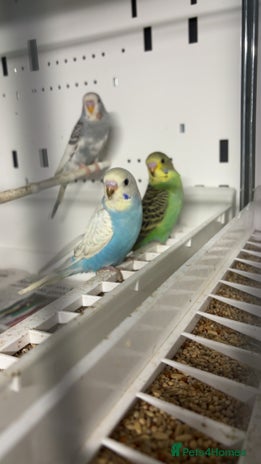 Budgerigars birds Beautiful baby budgies for sale - Advert 12