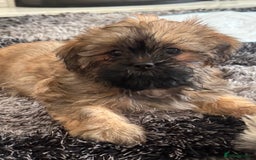 Shih Tzu dogs for sale: Shih tzu puppy female  - Image 4