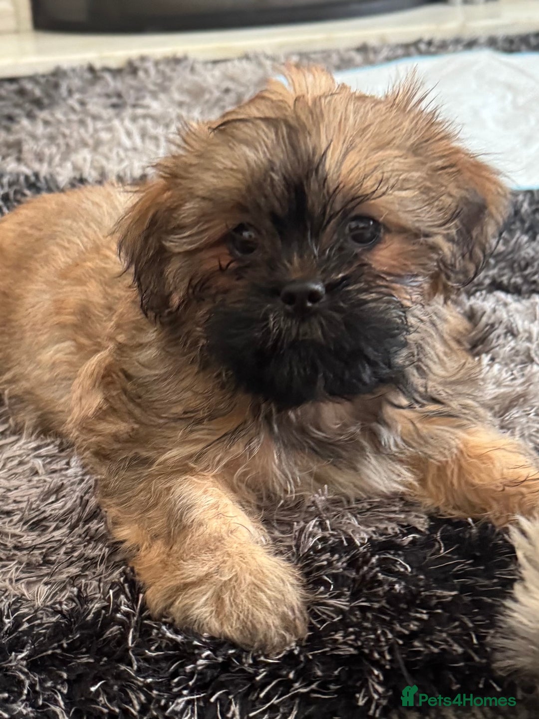 Shih Tzu dogs for sale: Shih tzu puppy female  - Image 4