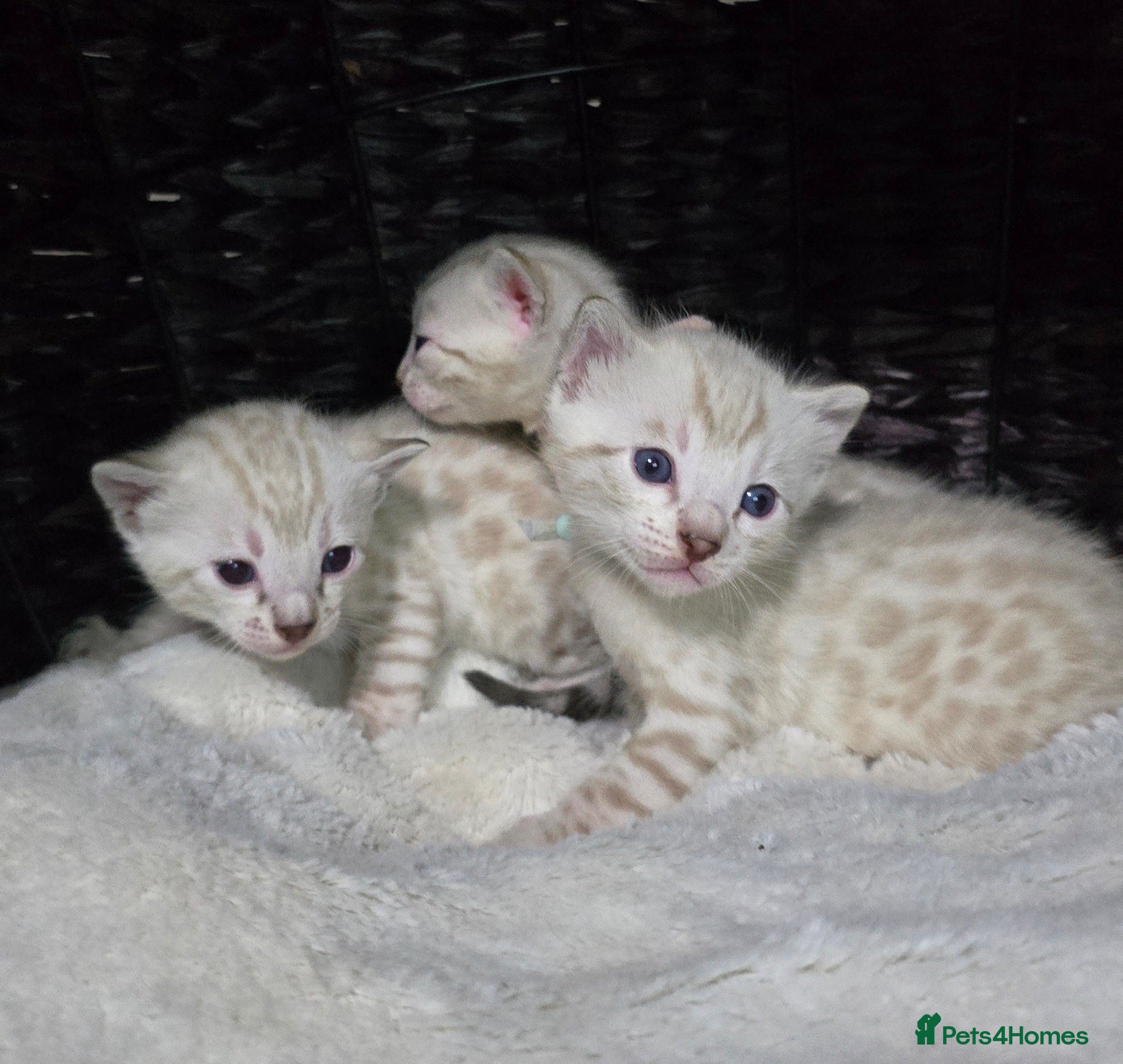 Bengal cats 🔥Outstanding Seal lynx and brown bengal kittens🔥 - Advert 11