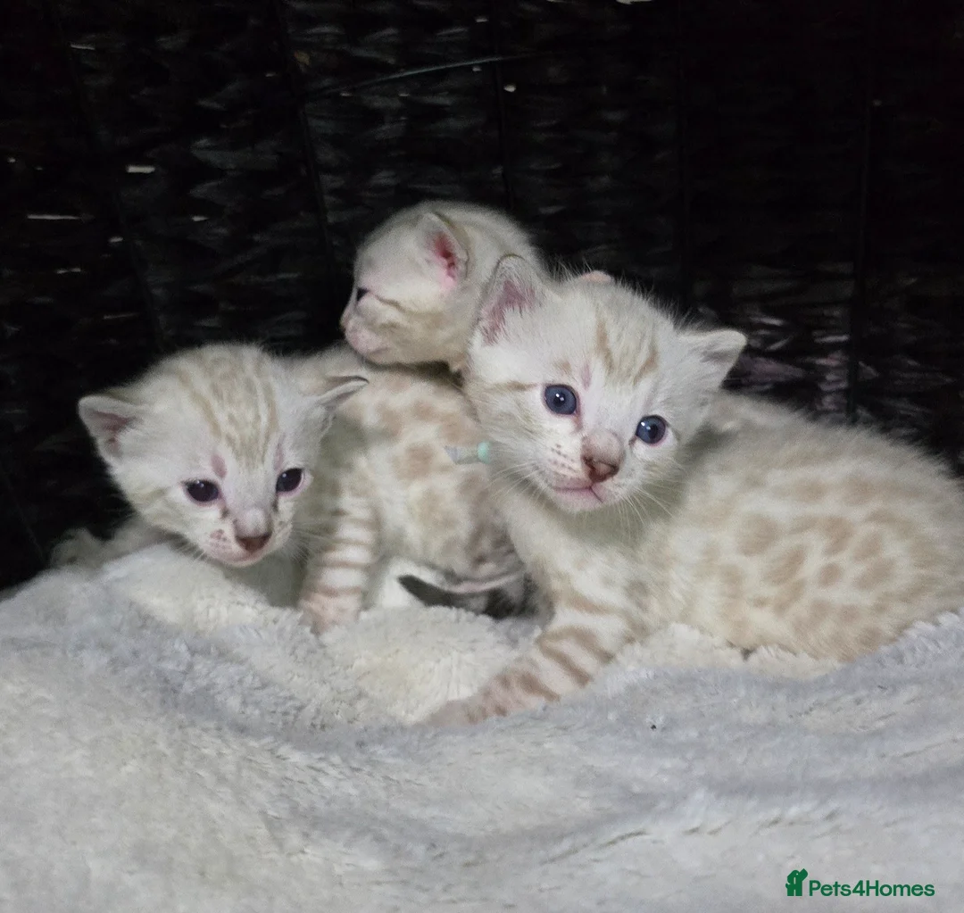 Bengal cats for sale: 🔥Outstanding Seal lynx and brown bengal kittens🔥 - Advert 1