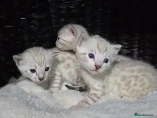 Bengal cats 🔥Outstanding Seal lynx and brown bengal kittens🔥 - Advert 11