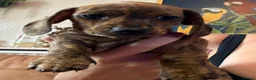 Miniature Dachshund dogs for sale: Ready now litter of brindle miniature Dachshunds - Advert 7