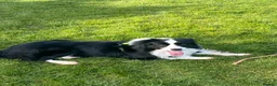 Border Collie dogs for stud: Border collie for stud  - Advert 2