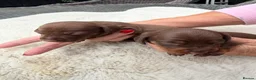 Miniature Dachshund dogs for sale: BEAUTIFUL K.C REGISTERED MINIATURE DACHSHUNDS  - Advert 2
