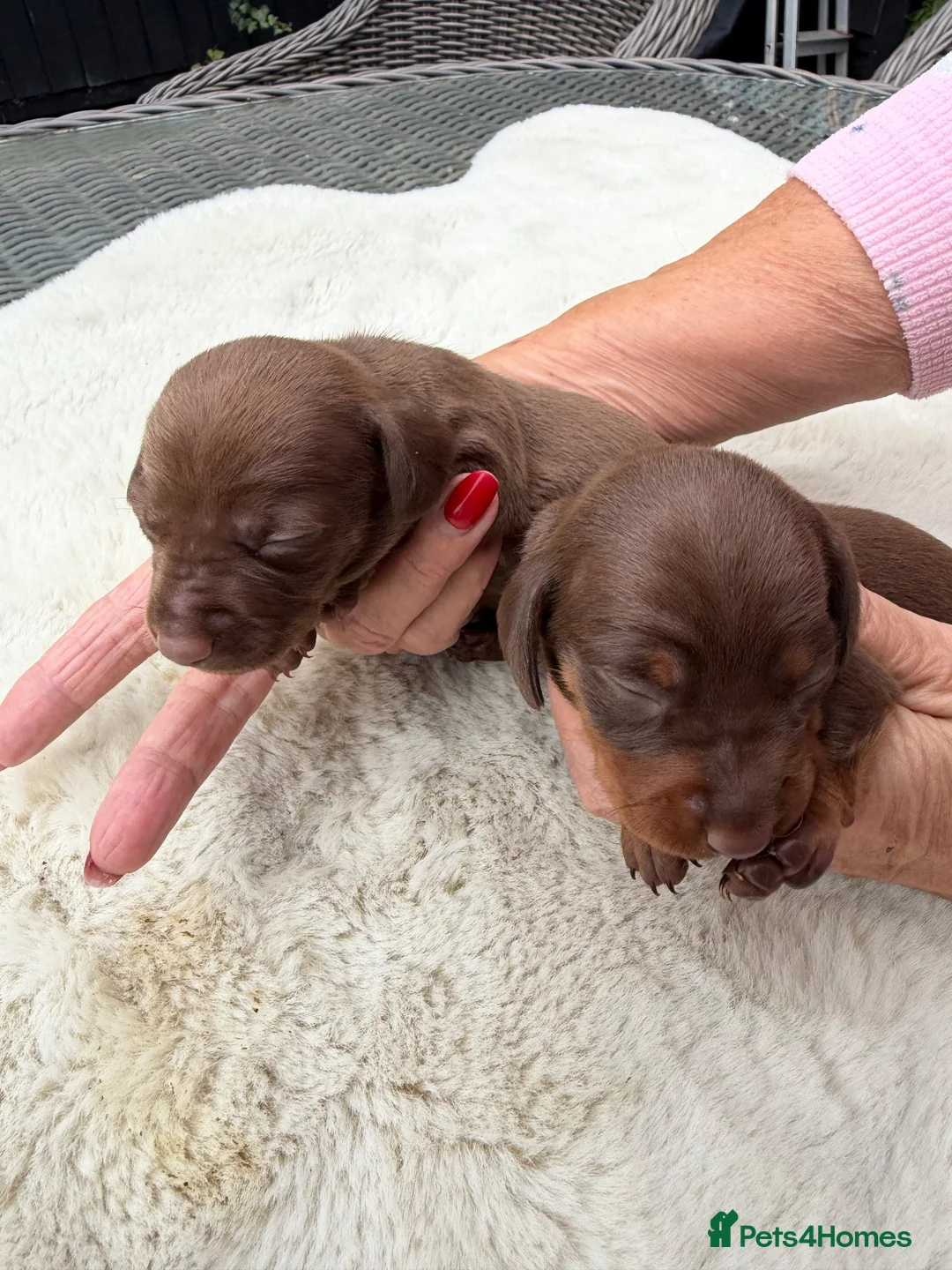Miniature Dachshund dogs for sale: BEAUTIFUL K.C REGISTERED MINIATURE DACHSHUNDS  - Advert 2