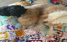 Toy Poodle dogs for sale: Outstanding health tested Petite Toy Poodie Pups  - Image 5