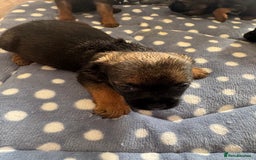 Border Terrier dogs for sale: Beautiful litter of 7 border terrier puppies KC  - Image 3