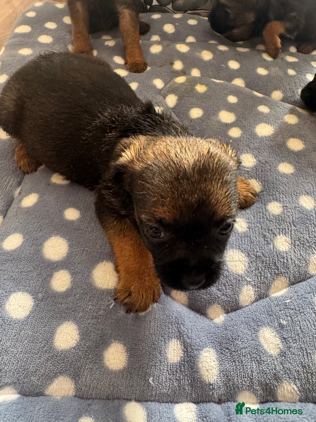 Border Terrier dogs for sale: Beautiful litter of 7 border terrier puppies KC  - Image 3
