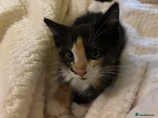 Ragdoll cats 🐾 Gorgeous Ragdoll Cross Kittens🐾 - Advert 16