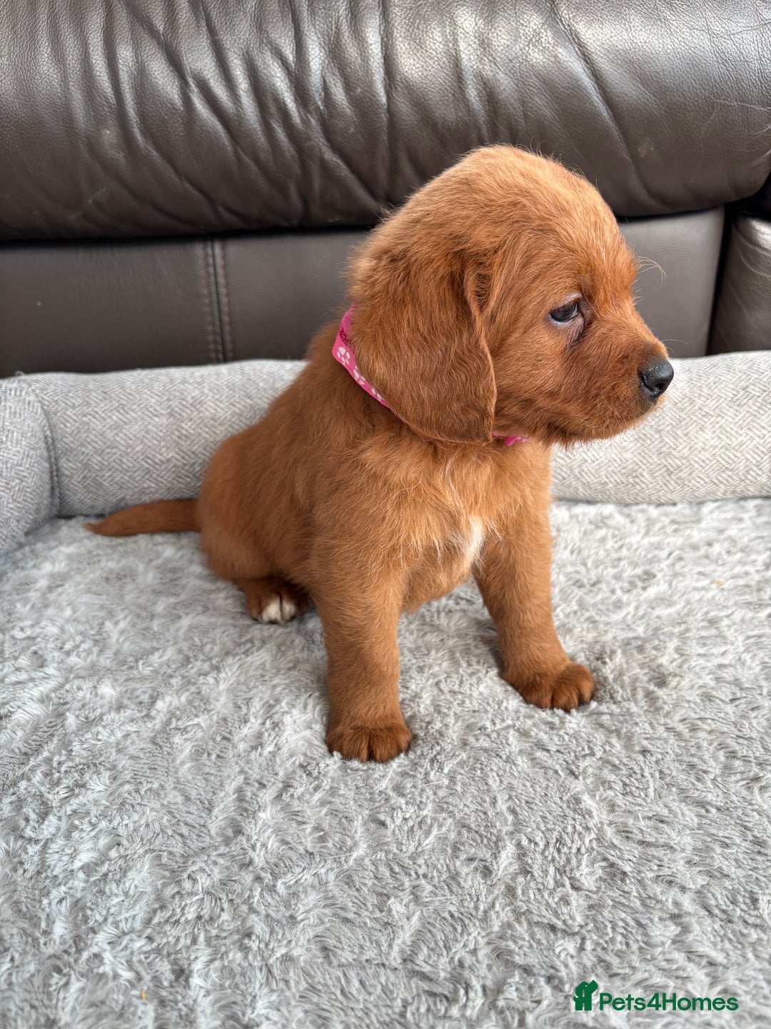 Labradoodle dogs for sale: F1 Labradoodle Puppies - Advert 6