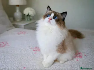 Ragdoll cats Premium Seal Bicolour Ragdoll Boys 💖💖💖 - Advert 11
