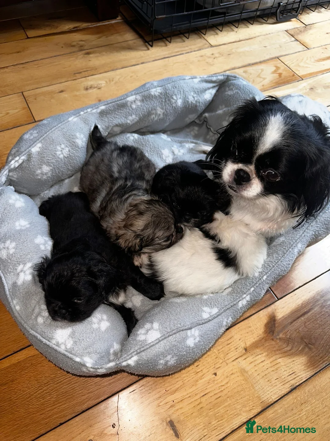 Pekingese dogs for sale: Pekingese puppy - Advert 2
