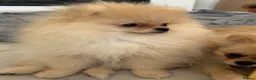 Pomeranian dogs for sale: Rare Tiny Teddy Bear Face Pomeranian pups |KC Reg - Advert 13