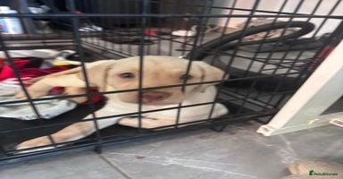 Labrador Retriever dogs - Advert 5
