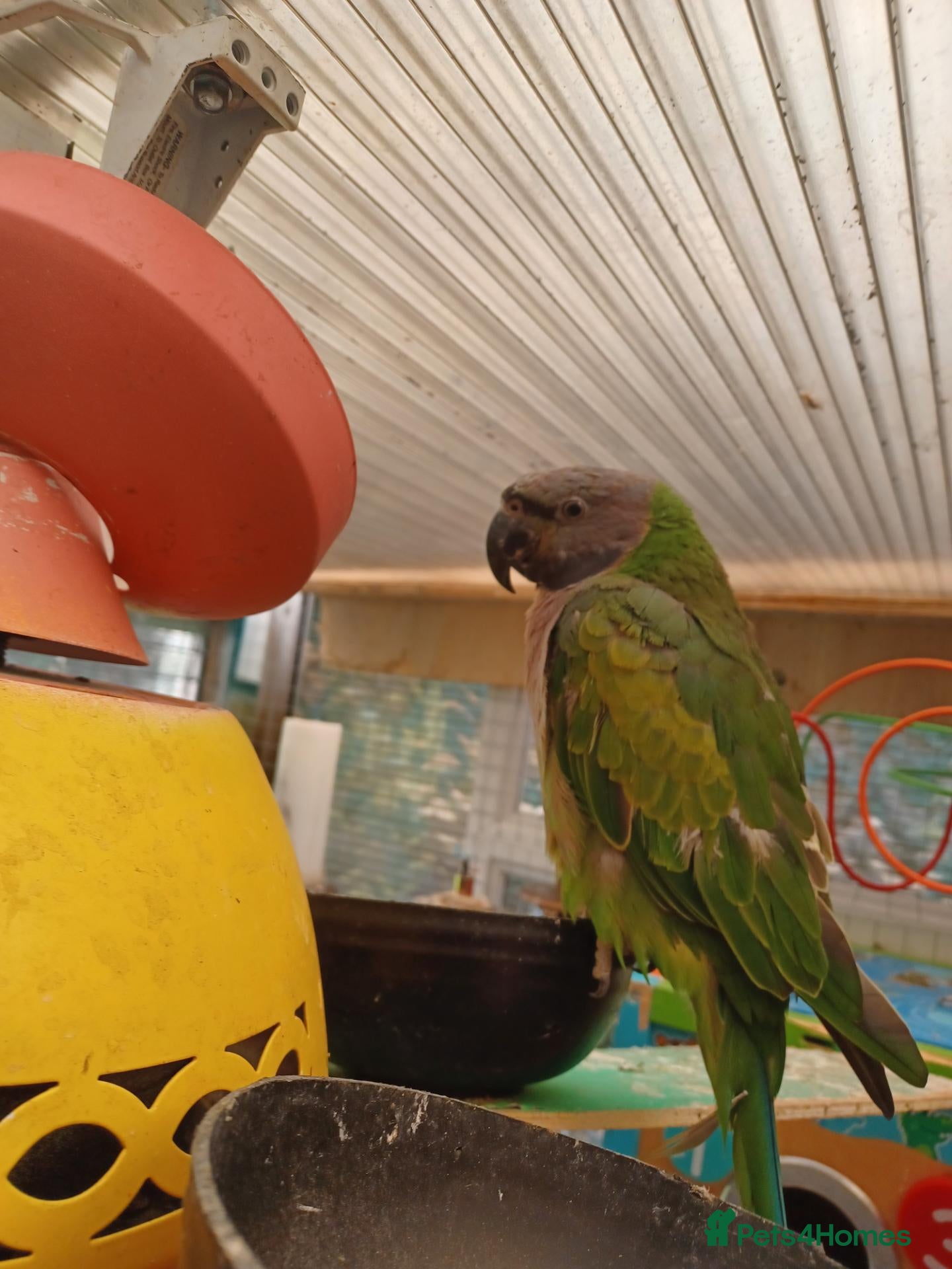 Mixed Breed birds Derbyian reducing my flock in birds photos availab - Advert 1