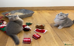 British Shorthair cats for sale: 3 GCCF British Shorthair Kittens– Champion Lines - Advert 10