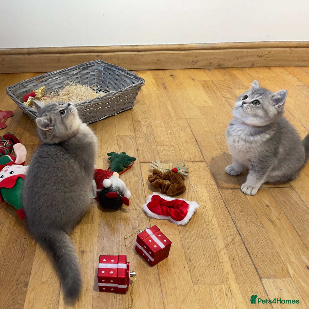 British Shorthair cats for sale: 3 GCCF British Shorthair Kittens– Champion Lines - Advert 10