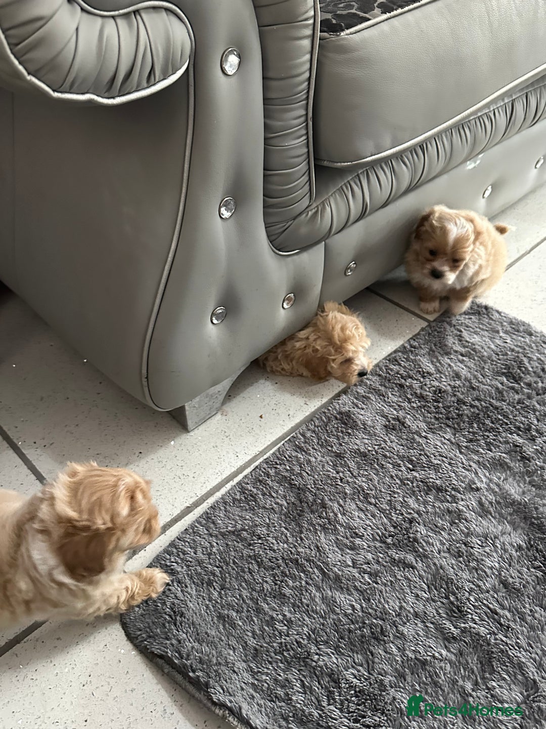 Maltipoo dogs for sale: Outstanding F1 Maltipoo Puppies - Image 23