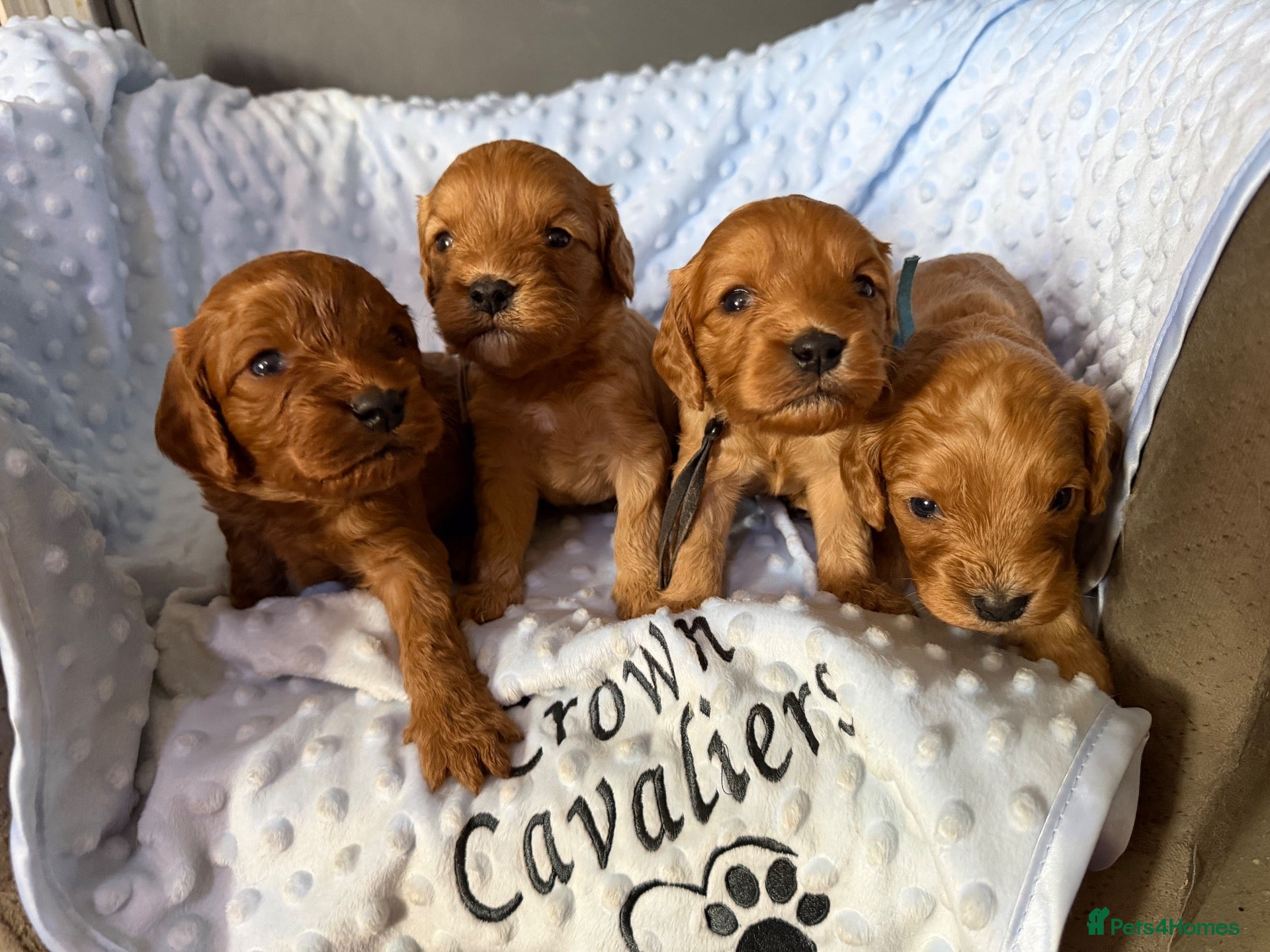 Cavapoo dogs F1 RED CAVAPOOS HEALTH TESTED KC PARENTS LICENSED  - Advert 2