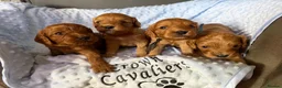 Cavapoo dogs for sale: F1 RED CAVAPOOS HEALTH TESTED KC PARENTS LICENSED  - Advert 3