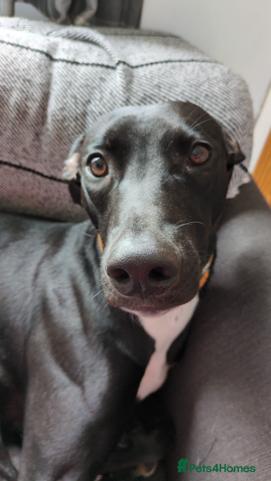 Lurcher dogs for sale: Lurcher - Advert 3