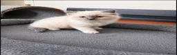Ragdoll cats for sale: Boy Ragdoll kittens  - Advert 2