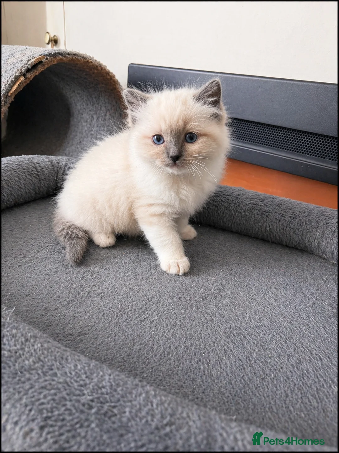 Ragdoll cats for sale: Boy Ragdoll kittens  - Advert 2