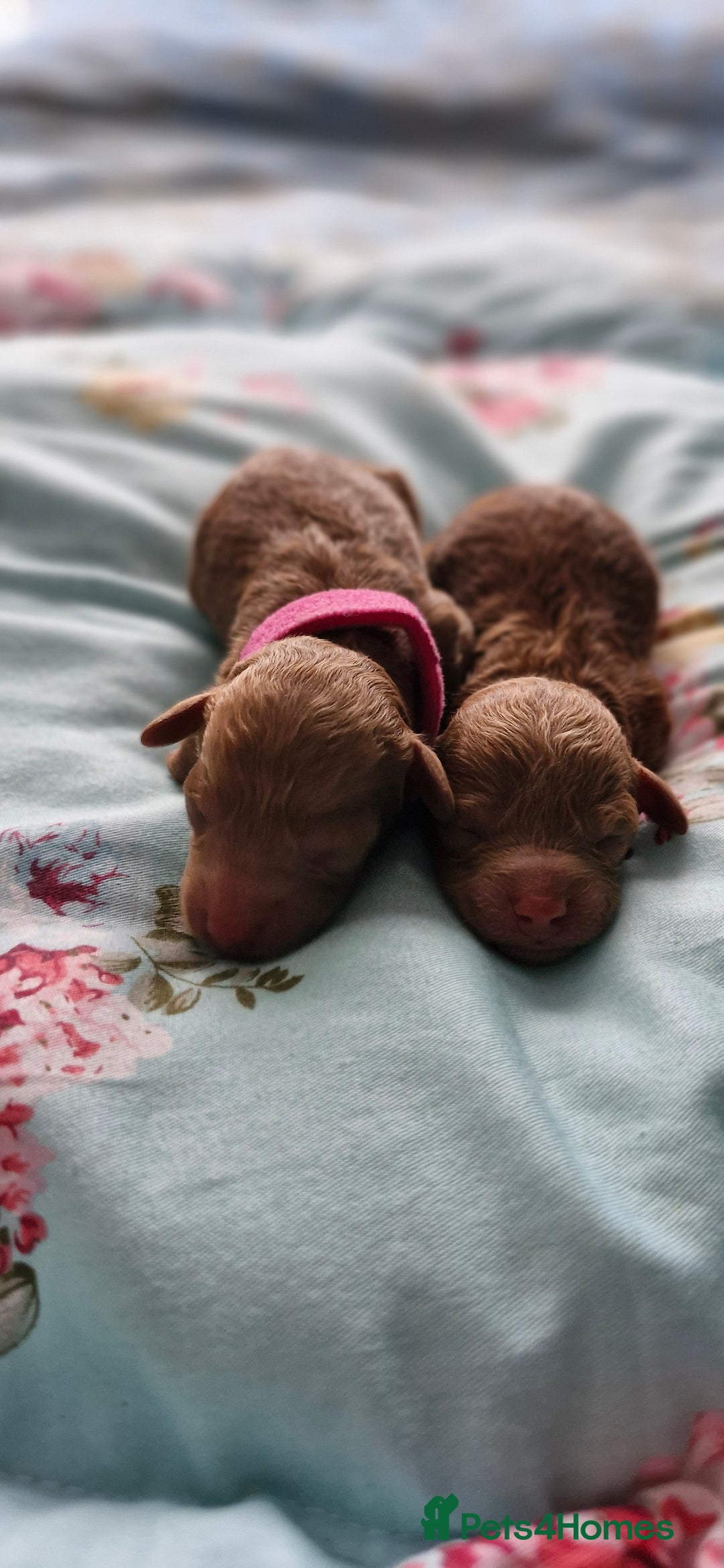 Toy Poodle dogs for sale: Red tiny Toy Poodles GIRLS  - Advert 5