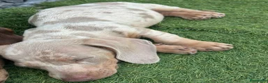 Dachshund 3