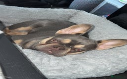 French Bulldog dogs for sale: New home for Bambi - Image 4