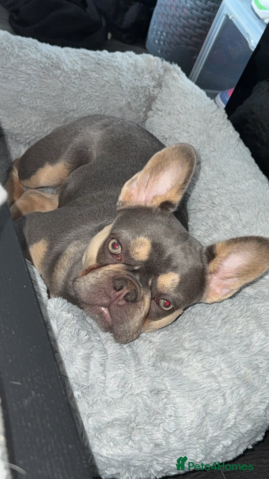 French Bulldog dogs for sale: New home for Bambi - Image 4