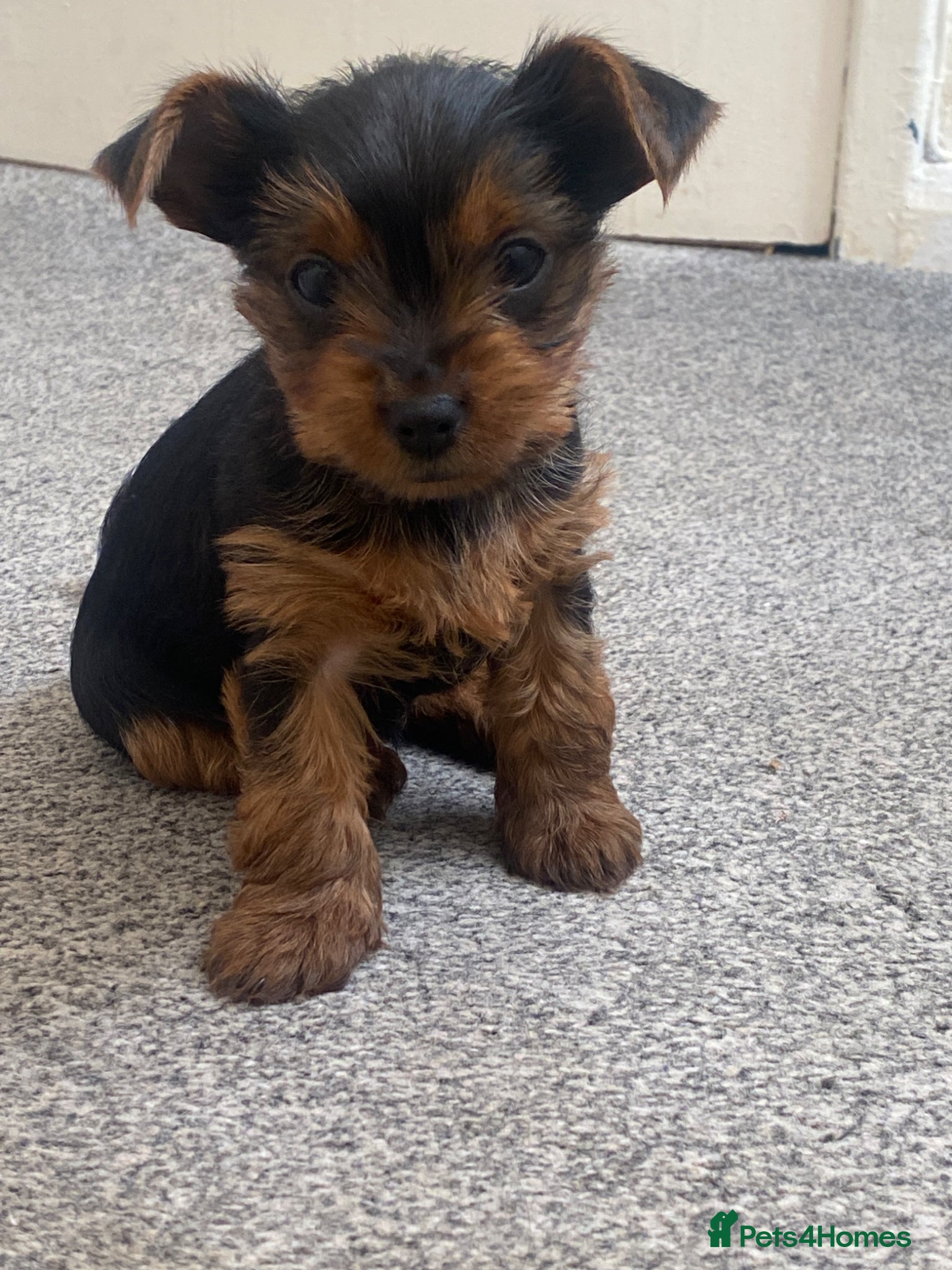 Yorkshire Terrier dogs 3 female Yorkies.Dad KC registered,Mum pedigree - Advert 2