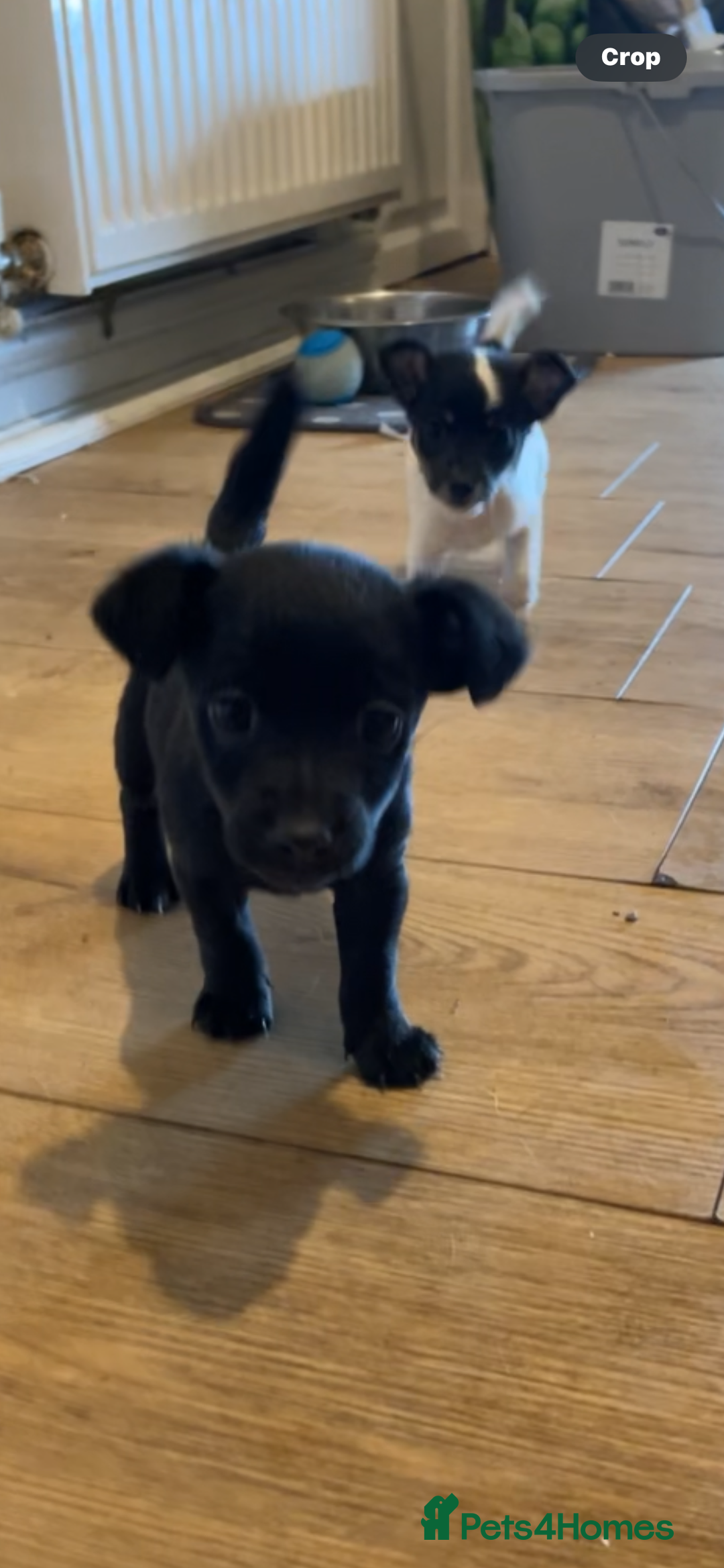 Jackapoo dogs for sale: Jackapoo puppies ready to leave - Advert 14