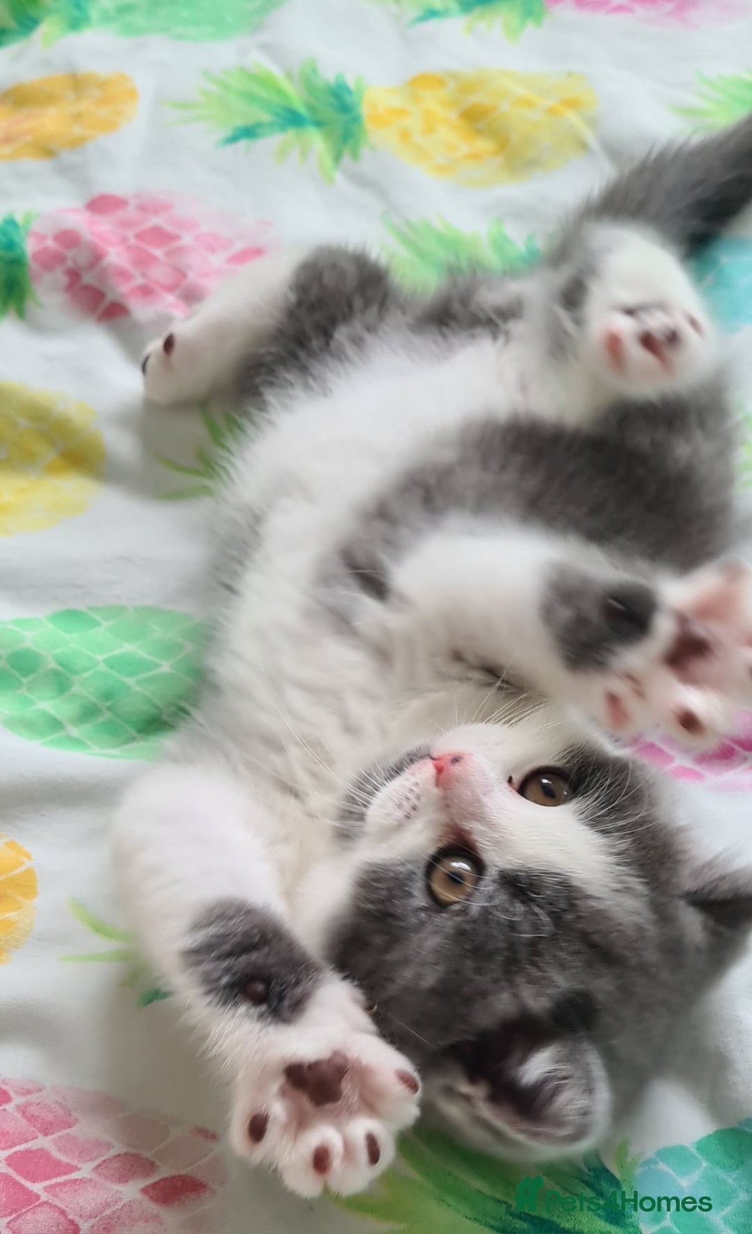 British Shorthair cats for sale: 4 PEDIGREE kittens READY TO GO! 2 LEFT - Image 28