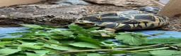 Tortoise reptiles for sale: Various Tortoises At Urban Exotics - Advert 13
