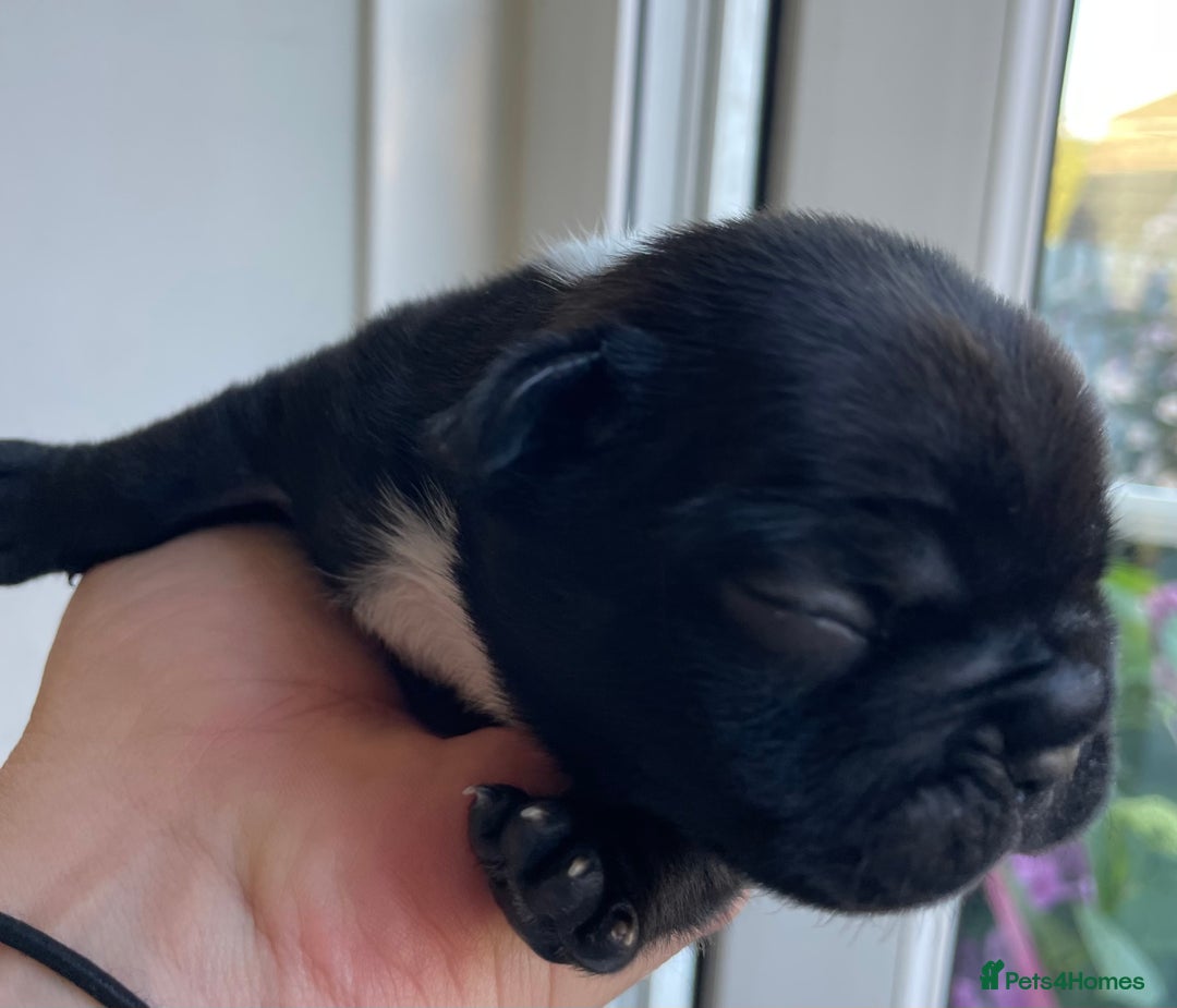 French Bulldog dogs for sale: KC Reg Frenchie Puppies - Image 10