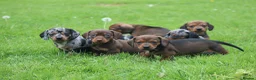 Miniature Dachshund dogs for sale: Stunning litter of Miniature Dachshunds  - Advert 3