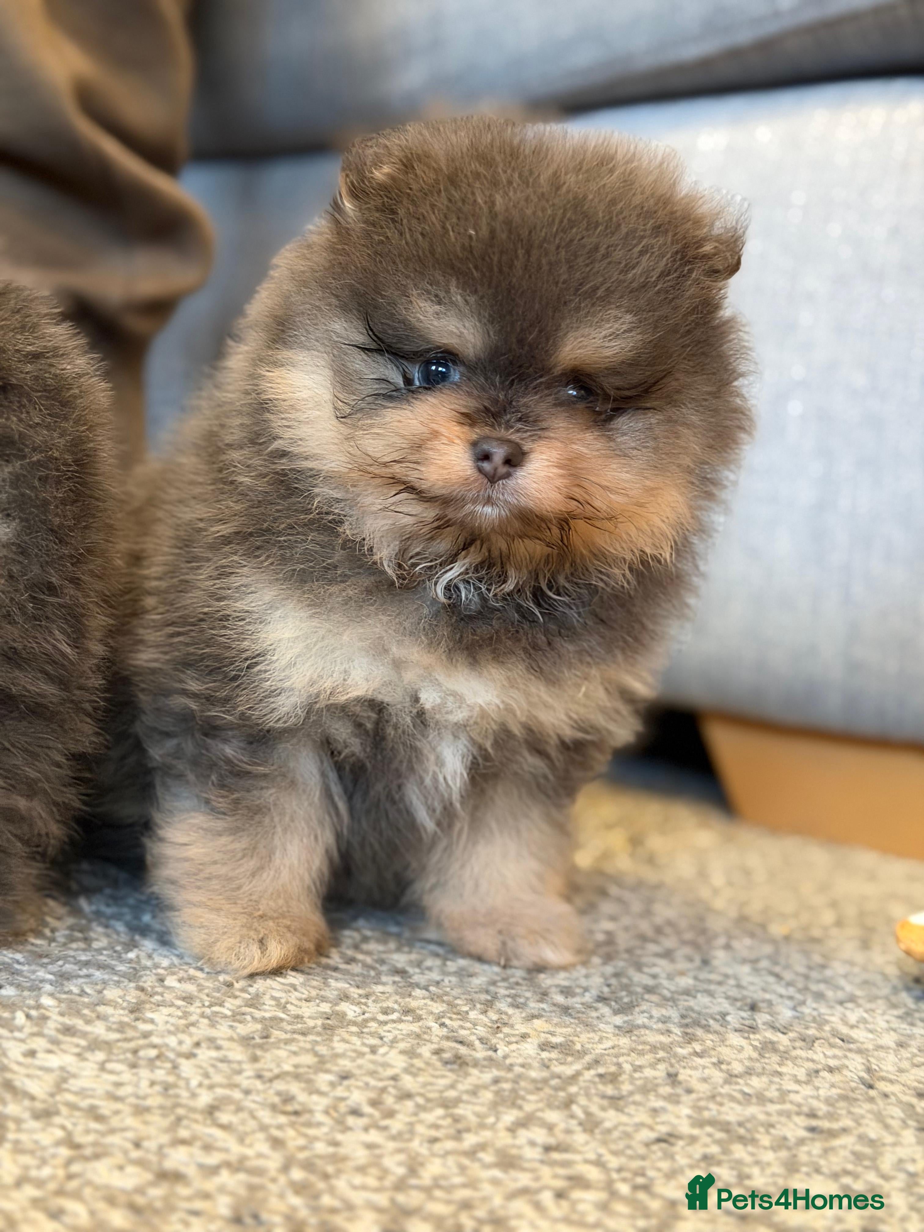 Pomeranian dogs Amazing quality teddy bear Pomeranian pups  - Advert 1