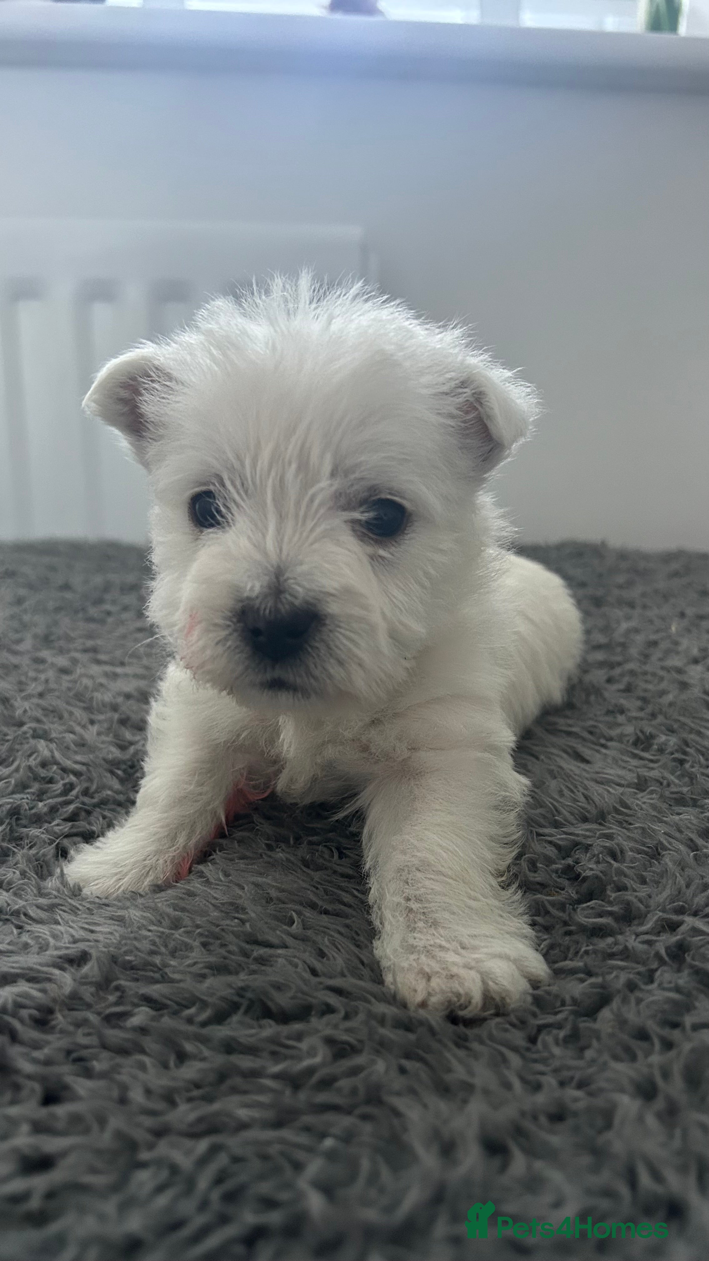 West Highland Terrier dogs kennel club Westies show quality pups ready 6.3.26 - Advert 11