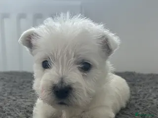 West Highland Terrier dogs kennel club Westies show quality pups ready 6.3.26 - Advert 11