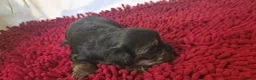 Yorkshire Terrier dogs for sale: Yorkshire Terrier Puppies 3 Girls & 1 Boy in Bolton - Advert 11