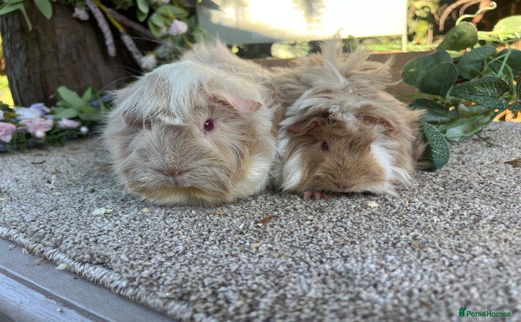 Guinea Pig rodents - Advert 1
