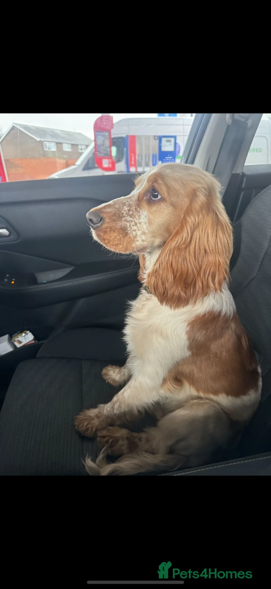 Cocker Spaniel dogs for sale: KC show cocker in Worksop - Advert 2