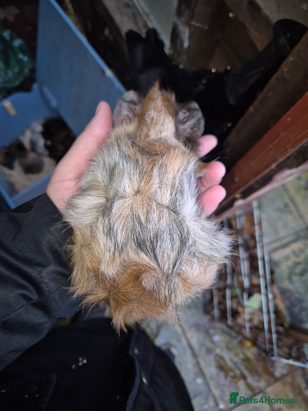 Guinea Pig rodents for sale: Gorgeous purebred baby Abyssinian guinea pigs - Advert 6