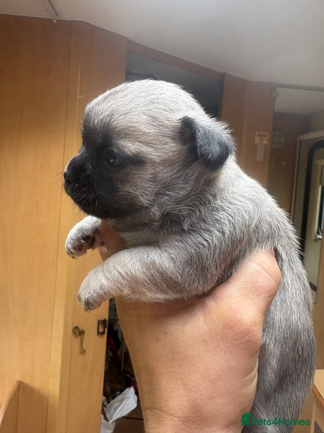 Chihuahua dogs for sale: Lovely blue fawn boy - Image 4