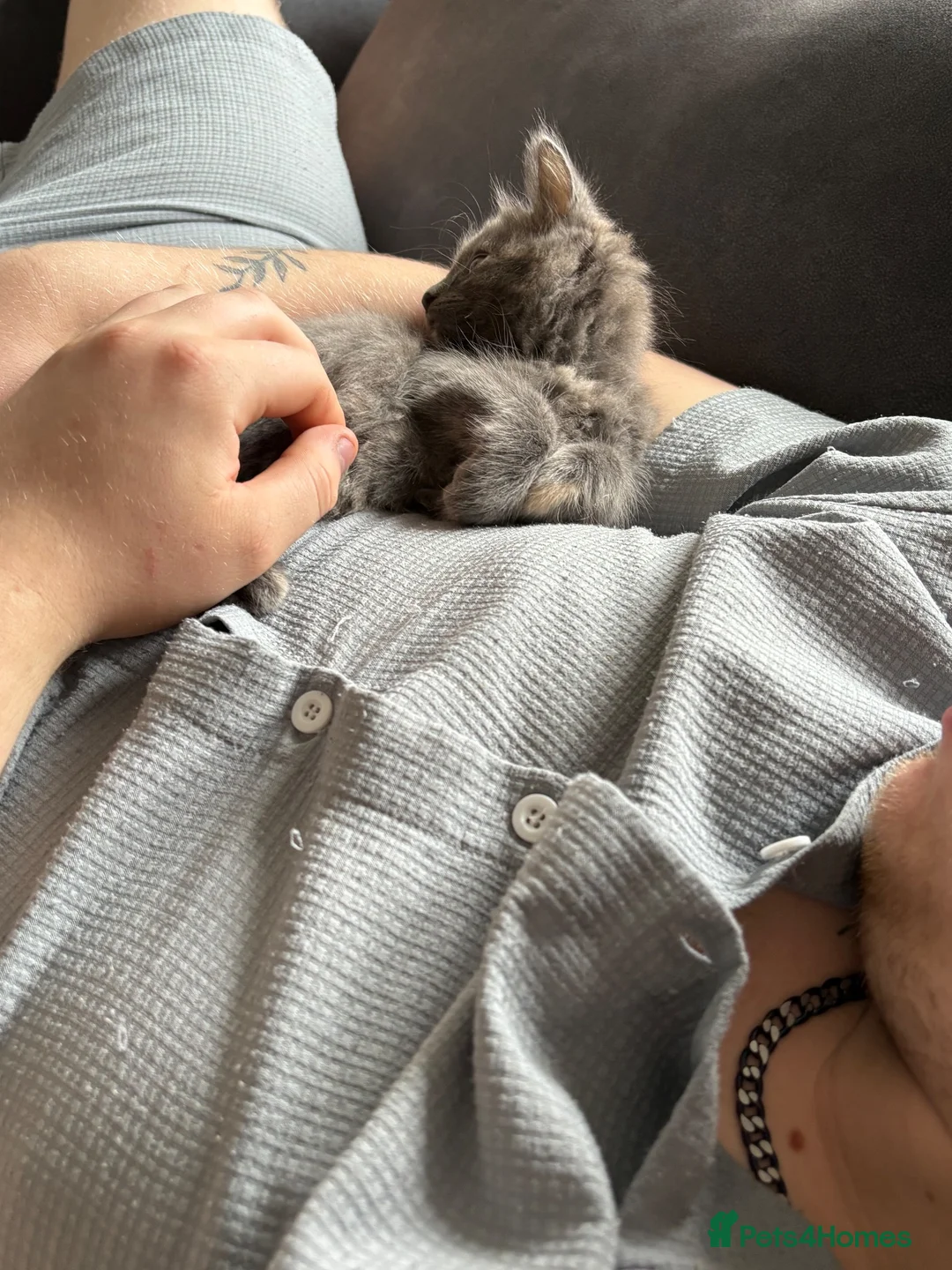 Mixed Breed cats for sale: 12 week kittens x2 - Advert 4