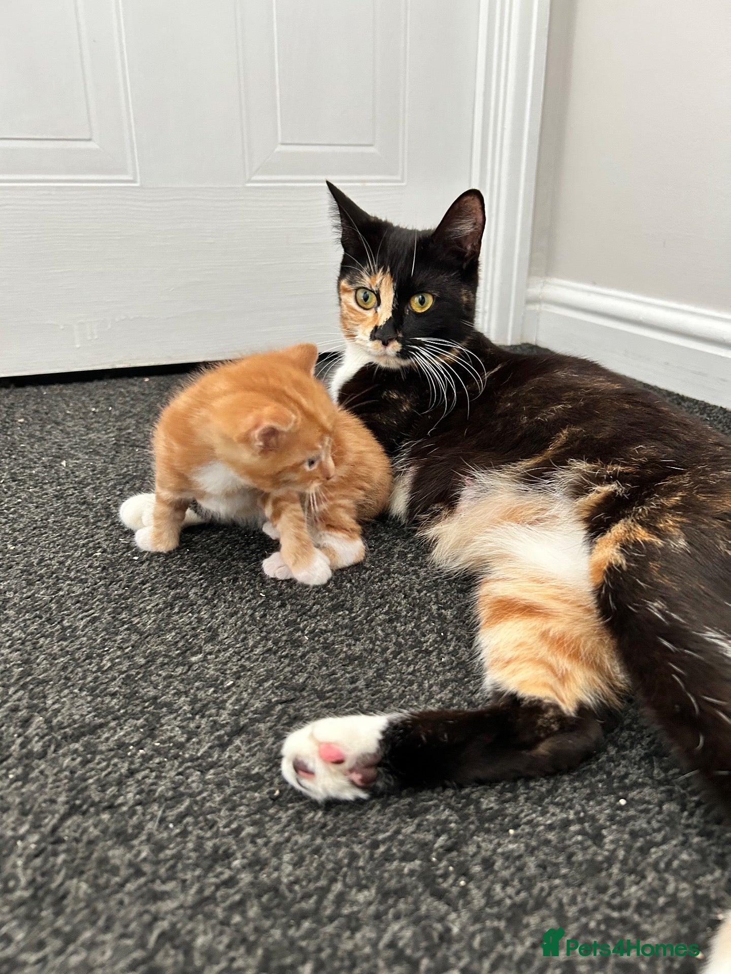Mixed Breed cats 2 beautiful kittens for sale - Advert 2
